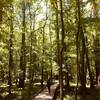 Congaree National Park