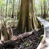 Cypress' Large roots