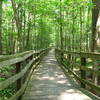 Elevated Boardwalk Trail Congaree National Park