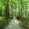 Lower Boardwalk Trail, Congaree National Park