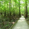 Lower Boardwalk Trail, Congaree National Park