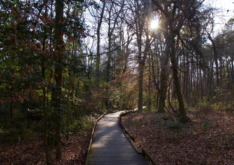 Congaree National Park, South Carolina, USA