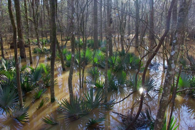 Palmettos in bloom in Congaree National Park