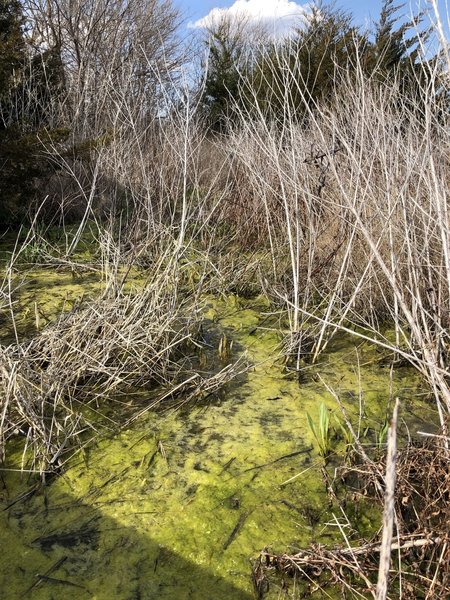 There's a small bridge over a marshy area.  Pretty colorful algea, but I think it might be toxic...