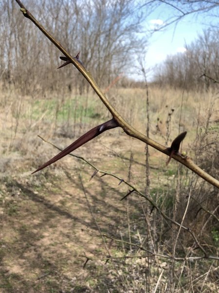 One of the honeylocust trees is reaching out onto the trail.