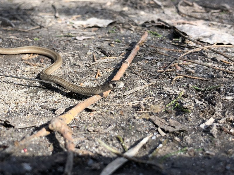 My son found this little guy on the trail, we think it's a North American Racer.