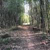 Bamboo tunnel at the intersection of trails