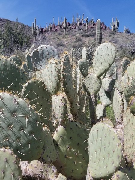 Cactus field