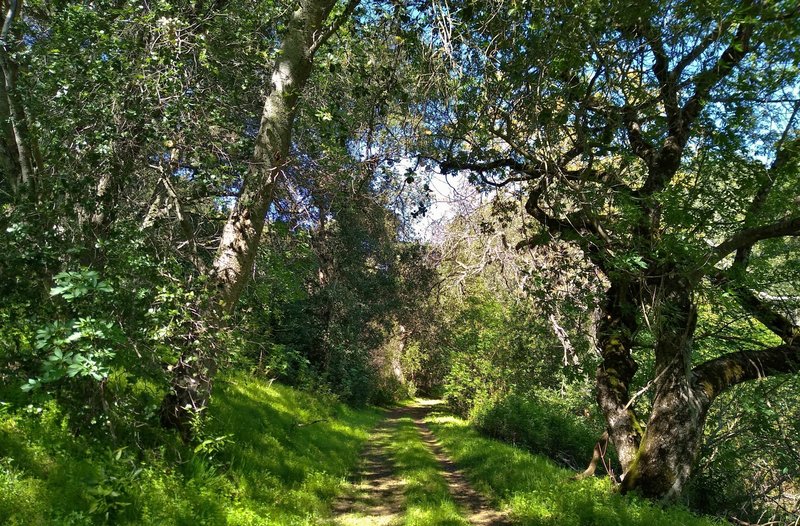 The beautiful thin woods along the northern end of Brush Trail, on a sunny spring day.