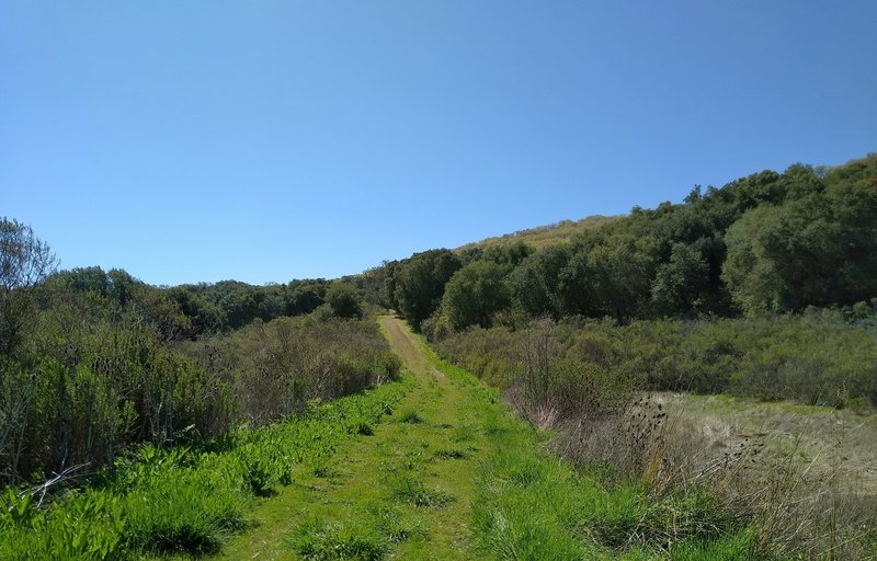 Brush along Brush Trail.