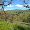 The spring green hills of the Diablo Range are seen across the San Felipe Creek Valley, through a break in the trees along Brush Trail.