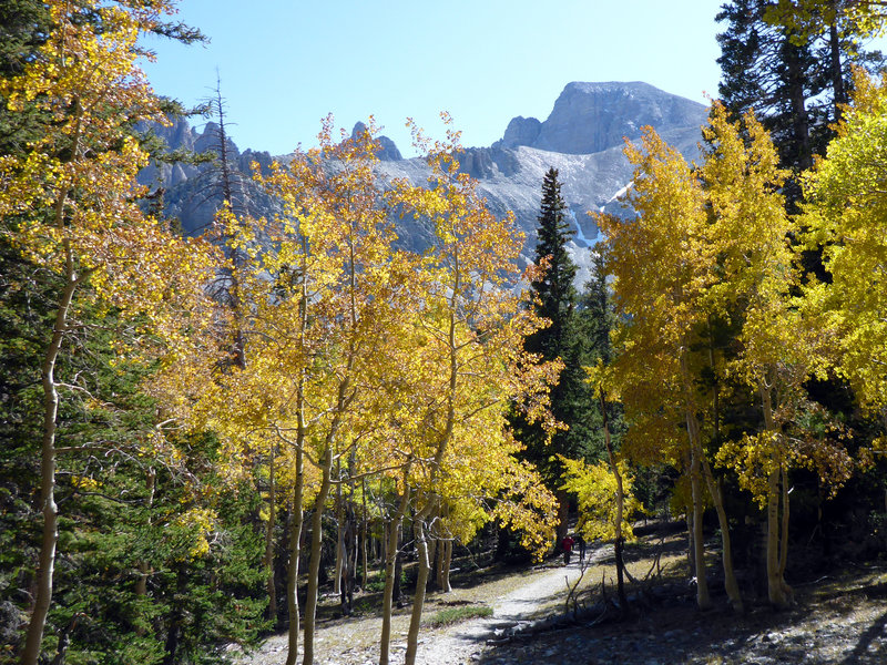 Wheeler Peak and aspens