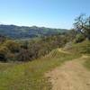 Sharing the trail with cows while winding through the Diablo Range hills on Yerba Buena Trail.