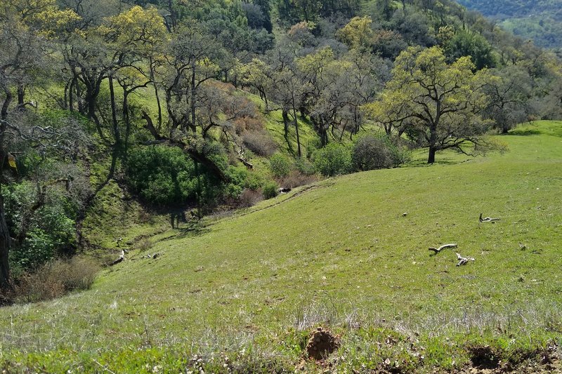 A stream flows in a small wooded valley in the pretty grassy hills, below Yerba Buena Trail.