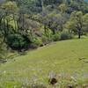 A stream flows in a small wooded valley in the pretty grassy hills, below Yerba Buena Trail.