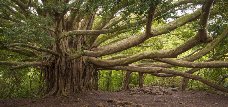 Banyan Tree Haleakala National Park, Maui, Hawaii