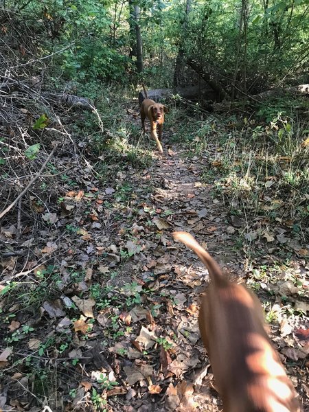 Pups on singletrack