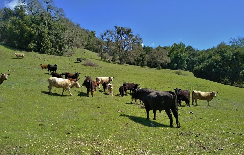 Cows graze along Canada de Pala Trail as they have done for over a century.