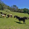 Cows graze along Canada de Pala Trail as they have done for over a century.