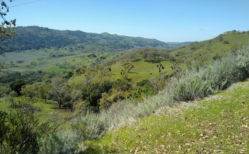 Views of the broad San Felipe Creek Valley, and grass and wooded hills to the west-northwest, from high on Canada de Pala Trail, as one approaches Mt. Hamilton Rd. from the south.