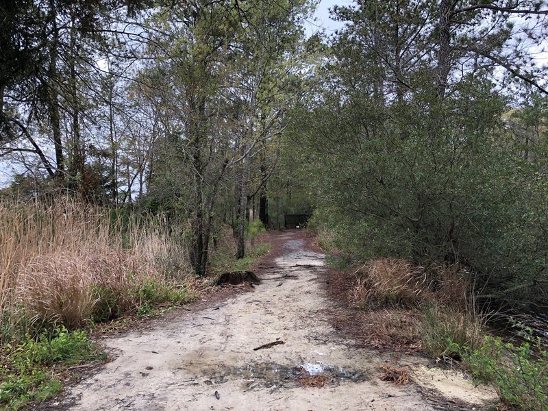 Soft trail leading to second section of woods.