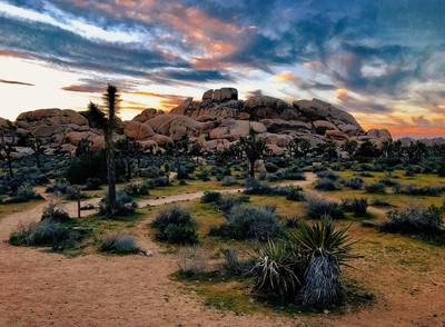Joshua Tree National Park