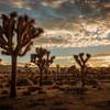 Sunset at Joshua Tree National Park.