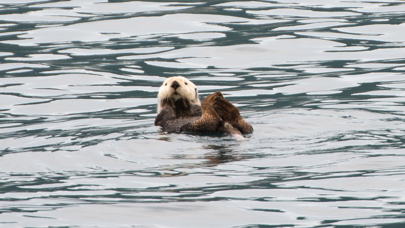 Sea Otter, Kenai Fjords National Park