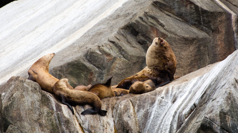 Sea Lions, Kenai Fjords National Park