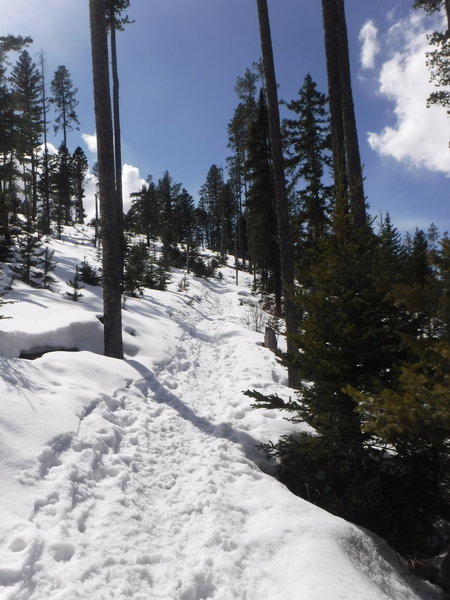 About a quarter mile in from the trailhead, in late March.