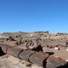 Through the Giant Logs Trail