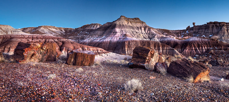 Jasper Forest- Petrified Forest National Park