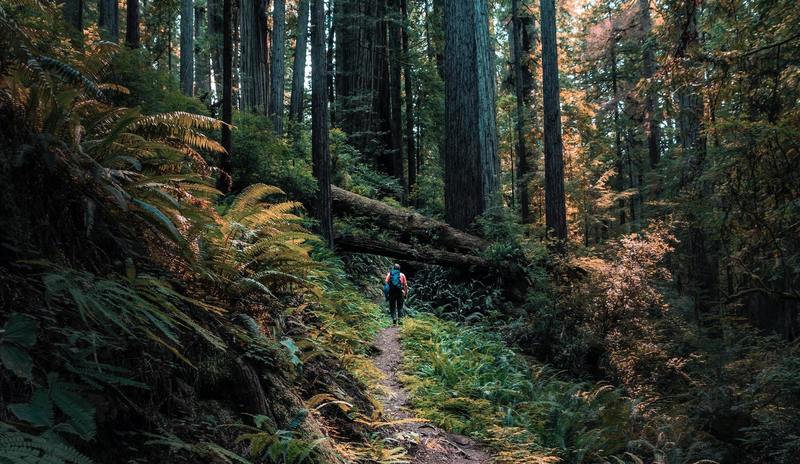 Redwood National and State Parks - Redwood Hiker