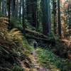 Redwood National and State Parks - Redwood Hiker