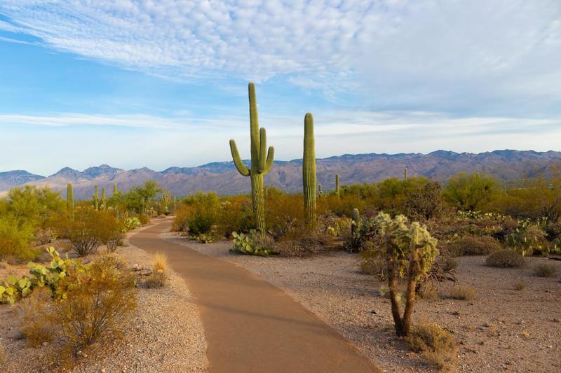 Saguaro National Park, United States