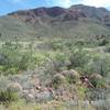 Barrel cacti and view of Franklin Mountains