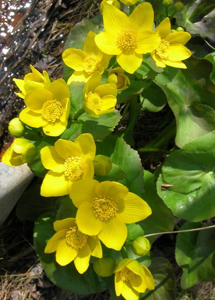 Yellow Flowers Along Viaduct