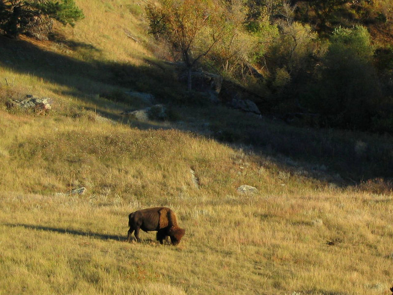 Bison, Wind Cave National Park, South Dakota