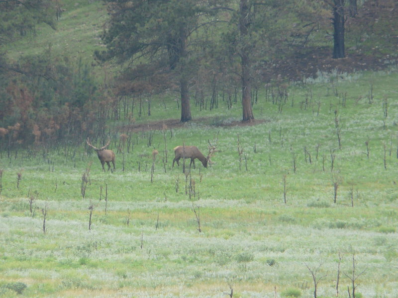 Elk in Wind Cave