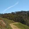 Bonhoff Trail winds through the grass and thin woods, high in the Diablo Range of Joseph D. Grant County Park.