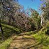 Grassy, thin, sunlit woods with a small creek to the left of Foothill Trail, on a pretty spring day.