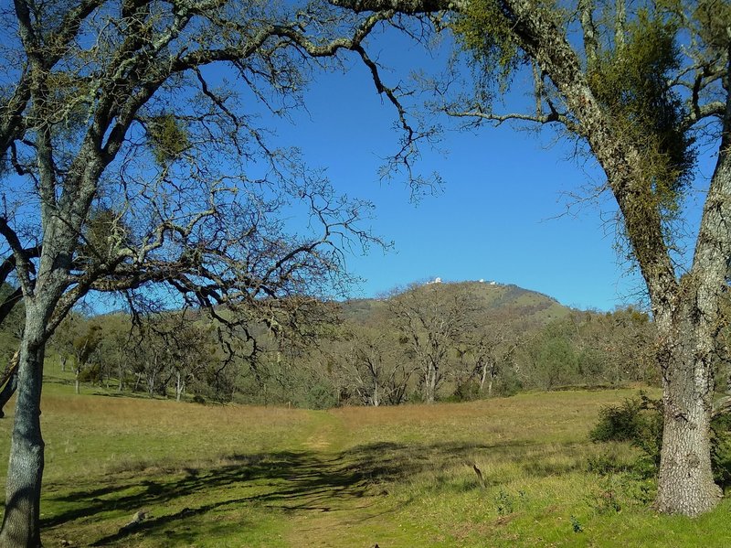 Emerging from the woods, Mt. Hamilton, 4,265 ft., with Lick Observatory on its summit, come into view high on Foothill Trail.