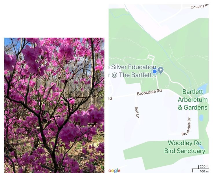 Trail map of Bartlett Arboretum and azalea tree