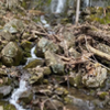 Bissell Brook Falls