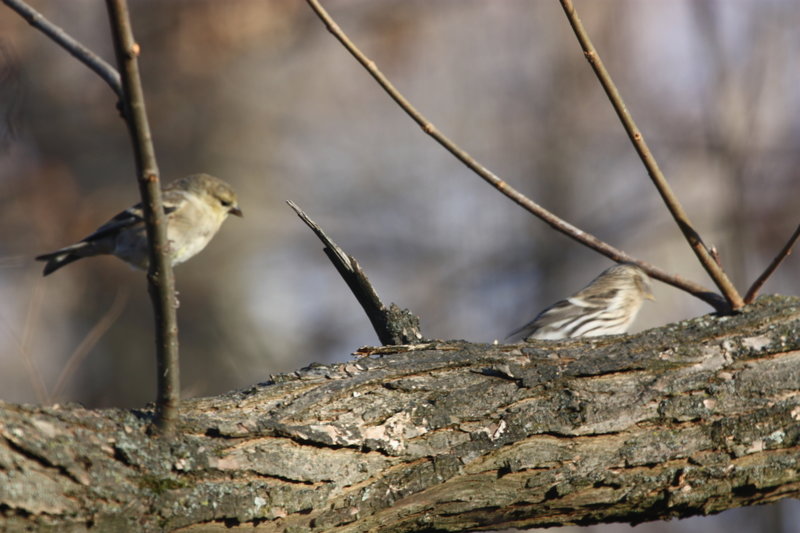 "Southern" Common Redpoll (Acanthis flammea flammea) with American Goldfinch