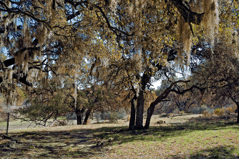 Spanish Moss | Queen Ranch