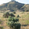 Artemisia tridentata tridentata