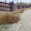 Amaranthus albus