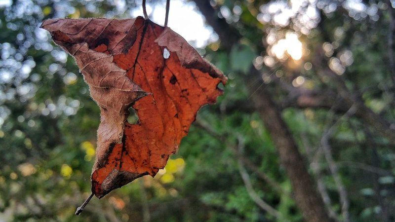 Leaves of autumn