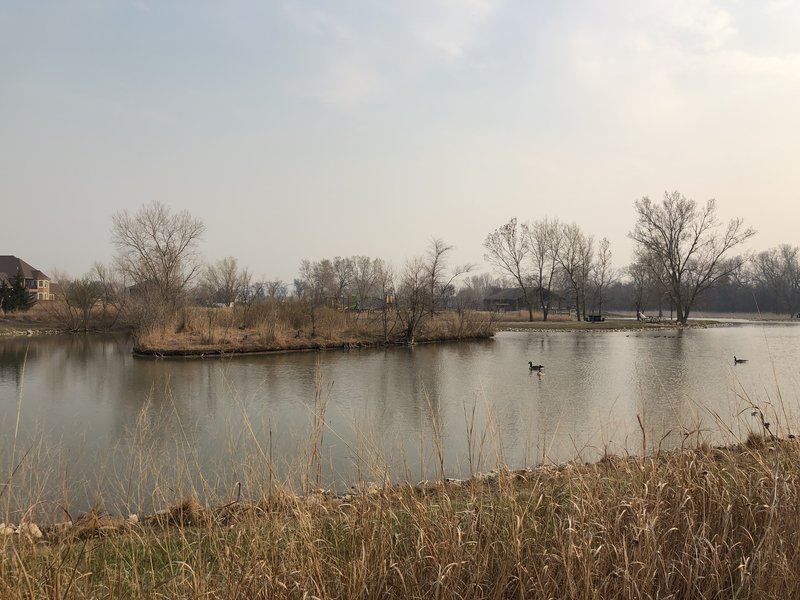 Ducks and geese were nesting all over this island, probably a good place for waterfowl photography